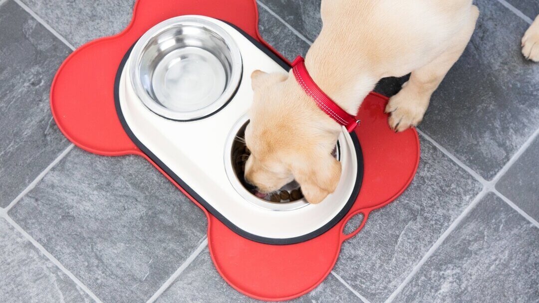 Girl dog 2024 food bowls